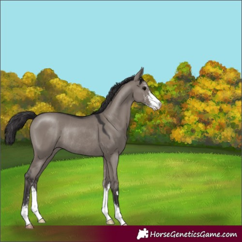 Horse Color:Unknown 