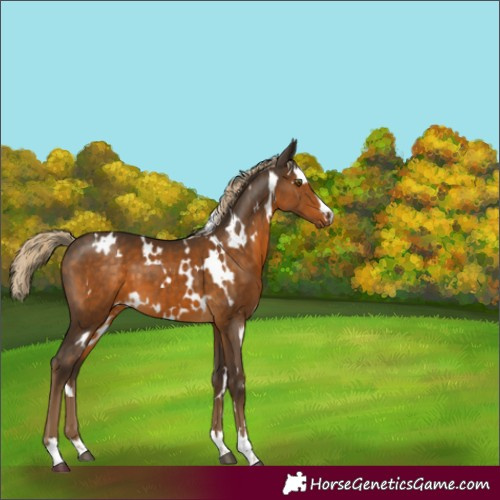 Horse Color:Unknown 