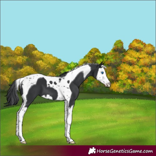 Horse Color:Black Splash Tobiano