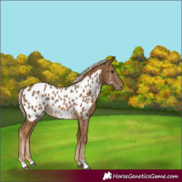Horse Color:Chocolate Palomino Appaloosa
