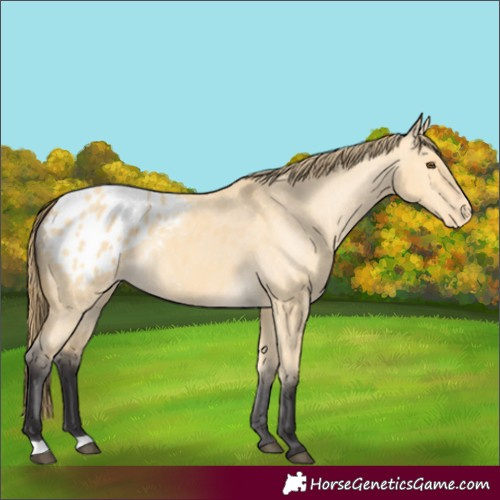 Horse Color:Buckskin Dun Appaloosa