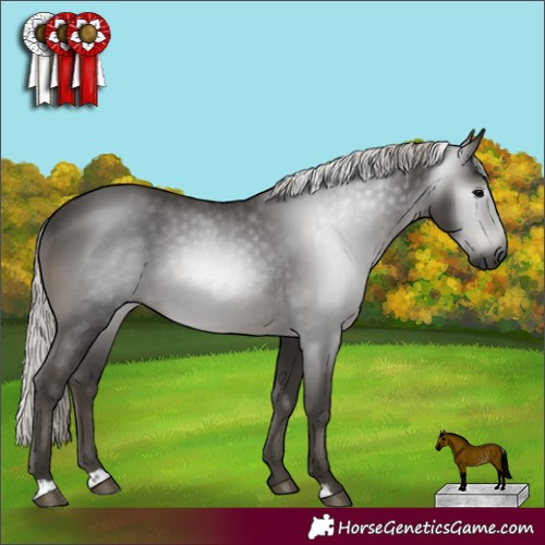 Horse Color:Gray Silver Black Rabicano 