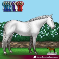 Horse Color:Gray Silver Black Rabicano 