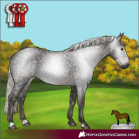 Horse Color:Gray Silver Black Rabicano 