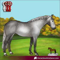 Horse Color:Gray Silver Black Rabicano 