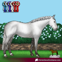 Horse Color:Gray Silver Black Rabicano 