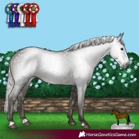 Horse Color:Gray Silver Black Rabicano