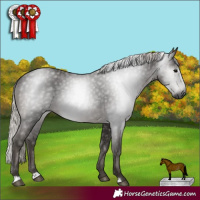 Horse Color:Gray Silver Black Rabicano 