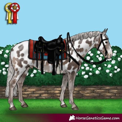 Horse Color:Silver Black Sabino Appaloosa 