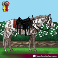 Horse Color:Silver Black Sabino Appaloosa 