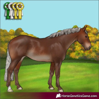 Horse Color:Silver Brown Rabicano 