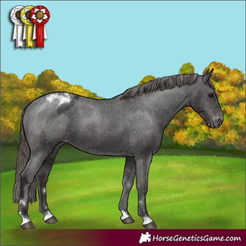 Horse Color:Smoky Black Appaloosa 
