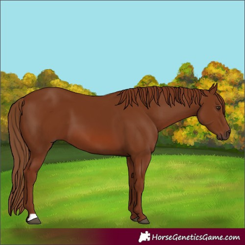 Horse Color:Chestnut 