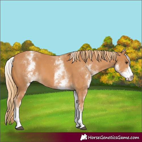 Horse Color:White Spotted Chestnut 