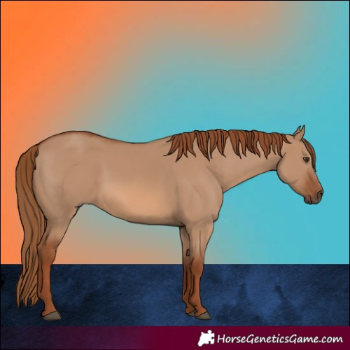 Horse Color:Red Dun 