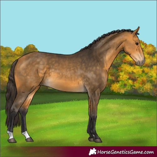 Horse Color:Buckskin 