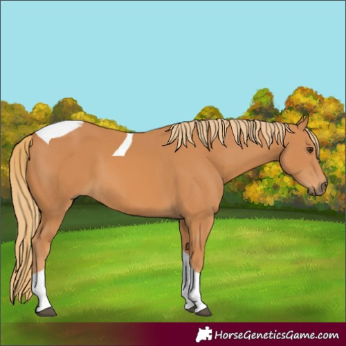 Horse Color:Chestnut Tobiano 