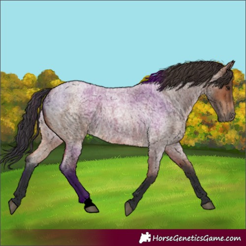 Horse Color:Bay Roan 