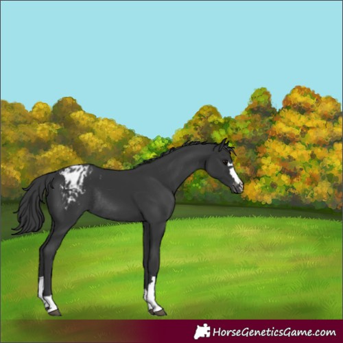 Horse Color:Black Appaloosa Rabicano 