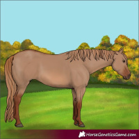 Horse Color:Red Dun 