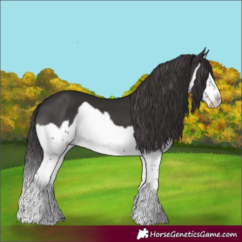 Horse Color:Smoky Black Splash Frame 