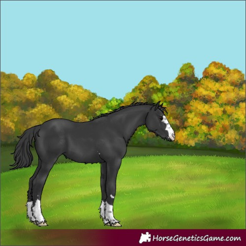 Horse Color:Black 