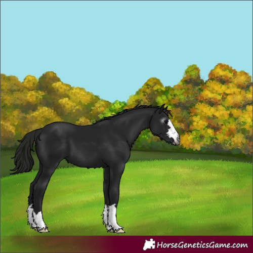 Horse Color:Gray Black 