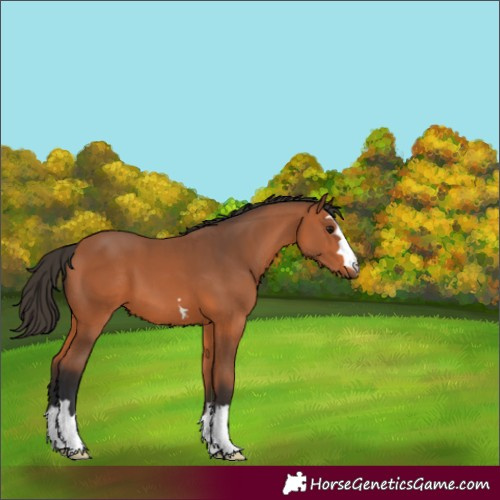 Horse Color:Bay 