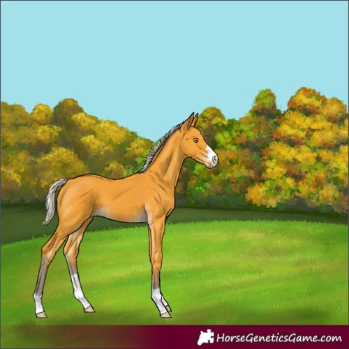 Horse Color:Silver Buckskin 