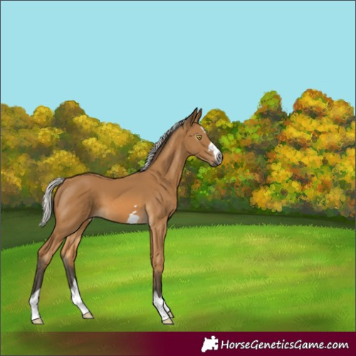 Horse Color:Gray Silver Buckskin 