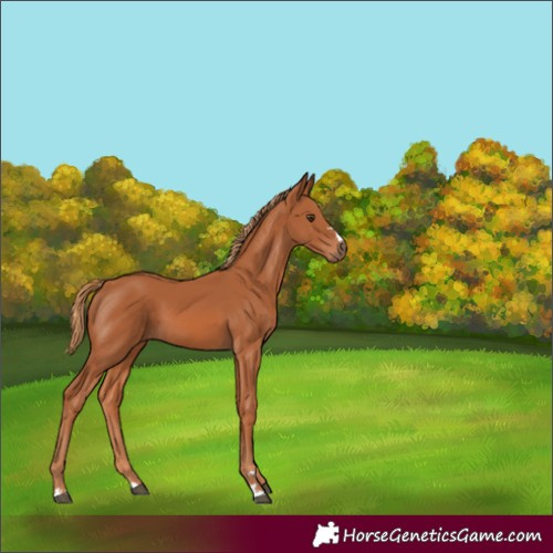 Horse Color:Chestnut 