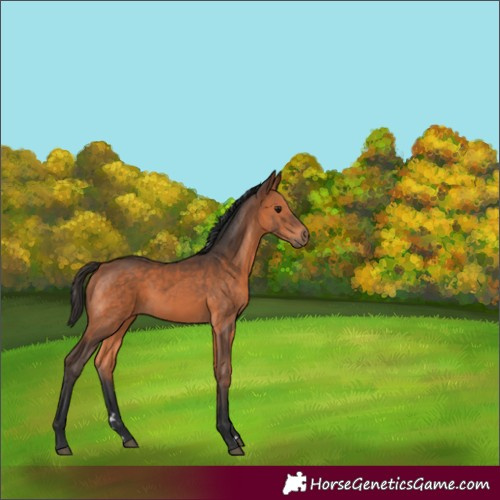 Horse Color:Bay 