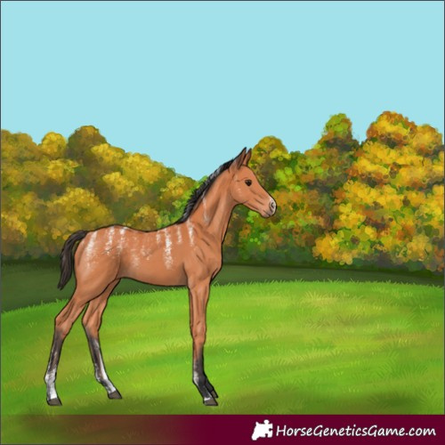 Horse Color:Powder White Bay 