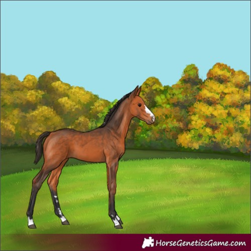 Horse Color:Bay 