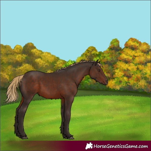 Horse Color:Liver Chestnut 
