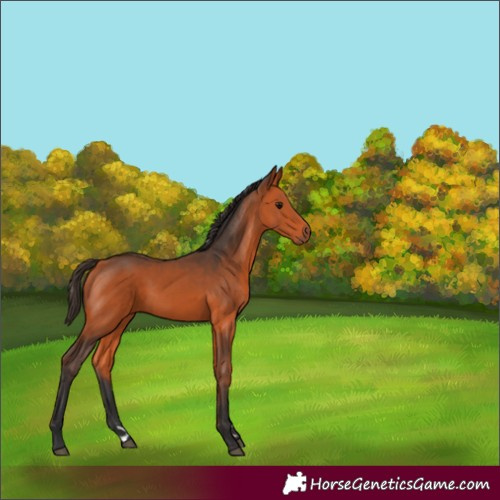 Horse Color:Bay 