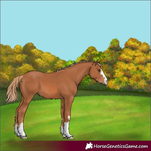 Horse Color:Chestnut 