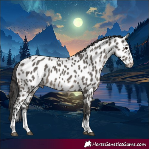 Horse Color:Grullo Appaloosa 