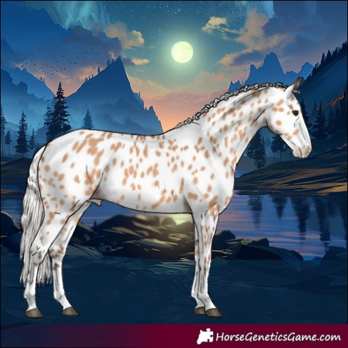 Horse Color:Silver Bay Dun Appaloosa 