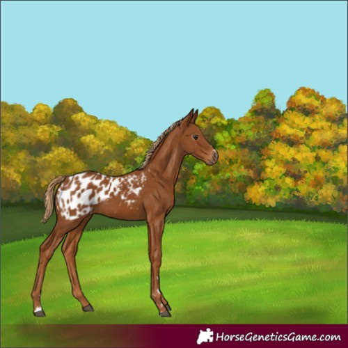 Horse Color:Gray Chestnut Appaloosa 