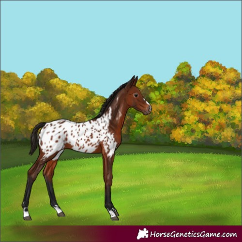 Horse Color:Gray Bay Near Leopard 