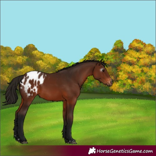 Horse Color:Gray Bay Appaloosa 