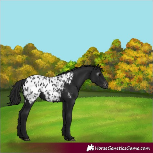 Horse Color:Gray Black Appaloosa 