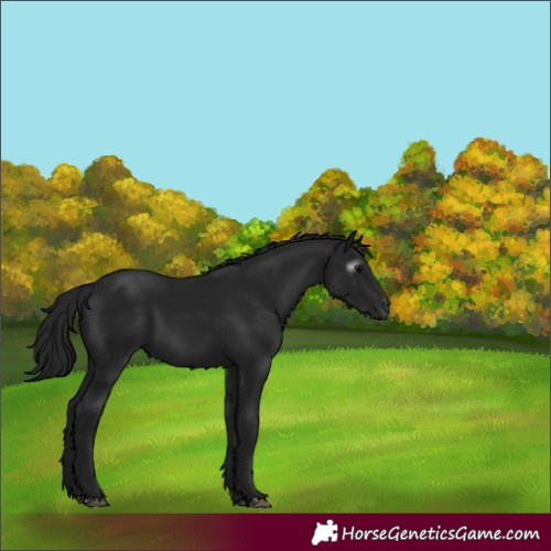 Horse Color:Gray Black 