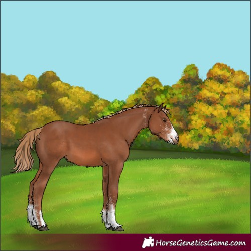 Horse Color:White Spotted Chestnut 