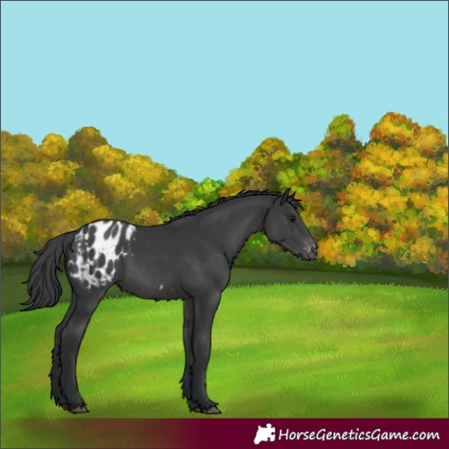 Horse Color:Black Appaloosa 