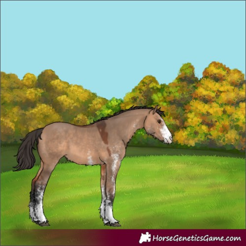 Horse Color:White Spotted Bay Dun 