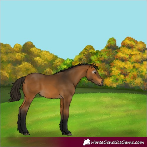Horse Color:Gray Buckskin 