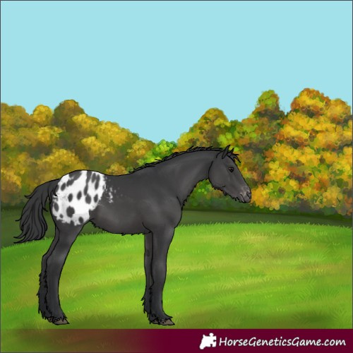 Horse Color:Black Appaloosa 