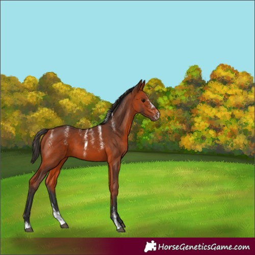 Horse Color:Powder White Bay 